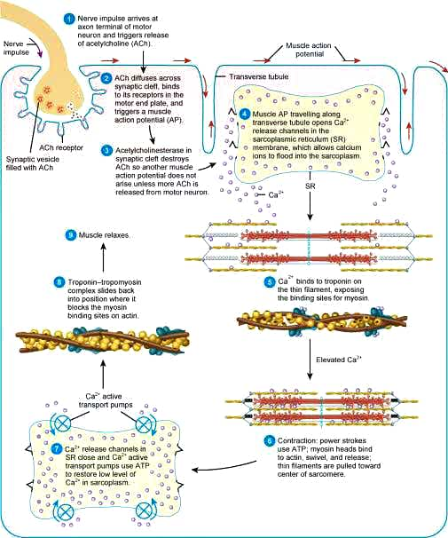 Anatomy and Physiology homework question answer, step 1, image 1